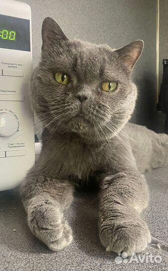 Выбросили в переноске с запиской нужен дом