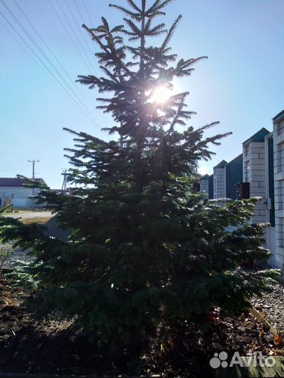 Ель на срез на новый год