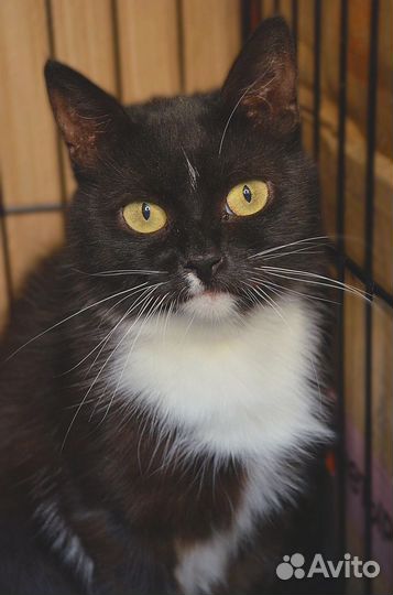 Отдам кошку в добрые руки