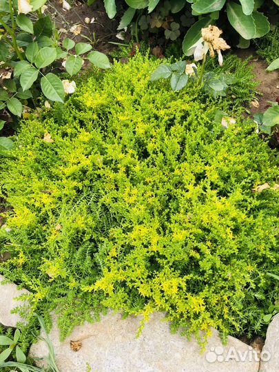 Очиток, комнотное растение, растение для сада