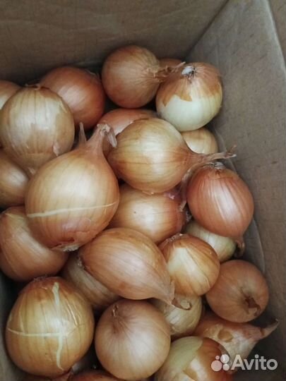 Лук семейный на посадку