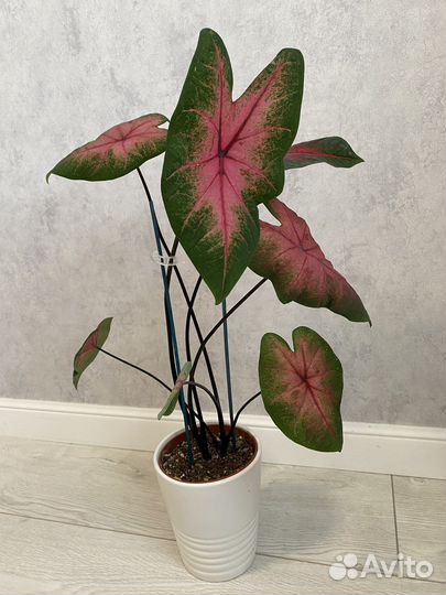 Каладиум Postman Joyner