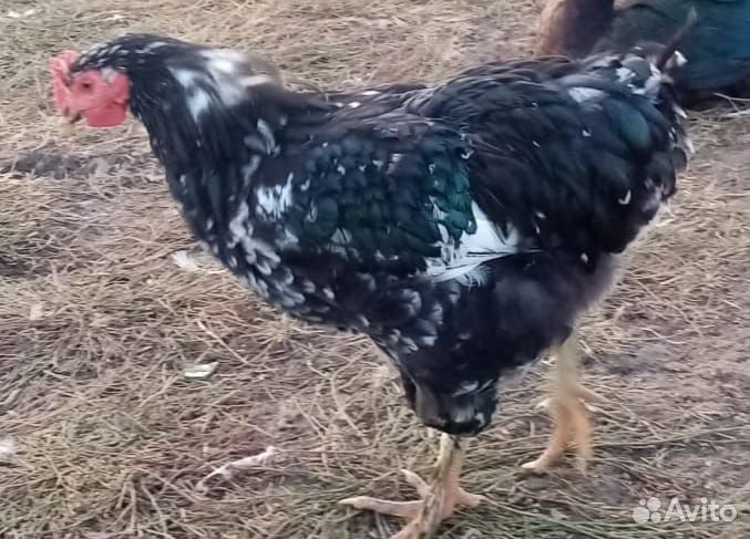 Куры разные