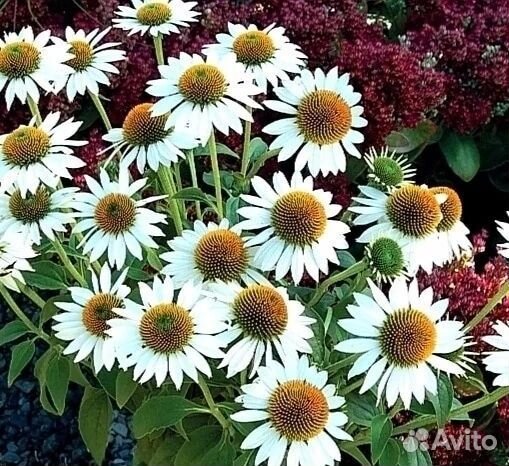 Эхинацея