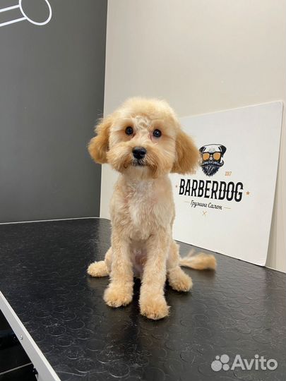 Маленькая собака