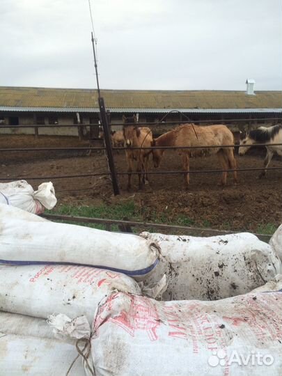 Навоз,перегной конский,бычий на выбор