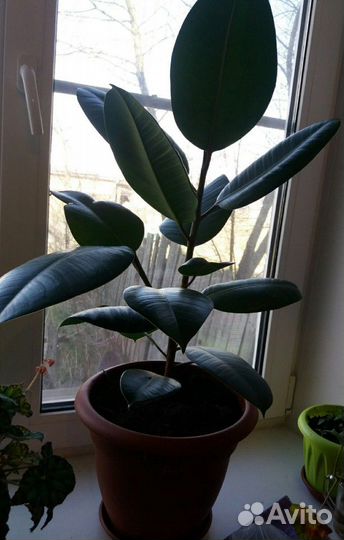 Фикус, юкка