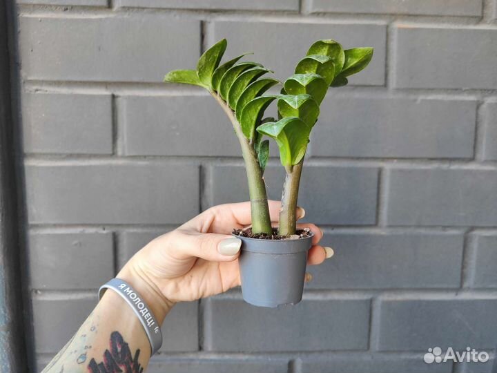 Замиокулькас зензи обнимашки