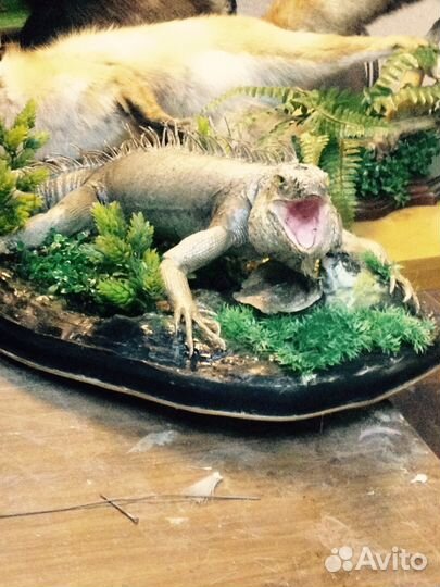 Таксидермия