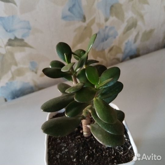 Замиокулькас(долоровое дерево)