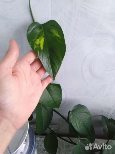 Комнатные цветы антуриум