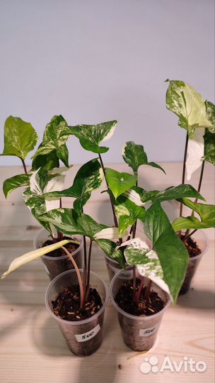 Сингониумы