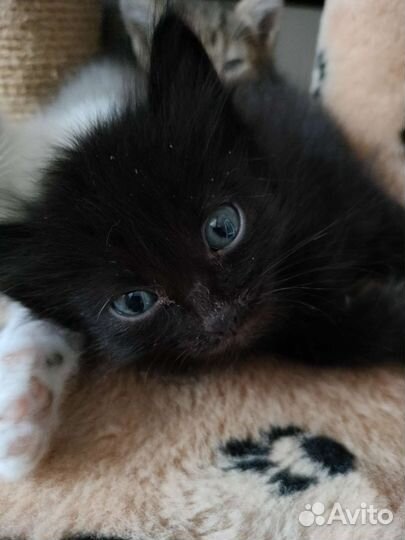 Кошки в добрые руки бесплатно