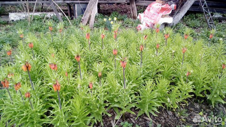 Рябчик императорский