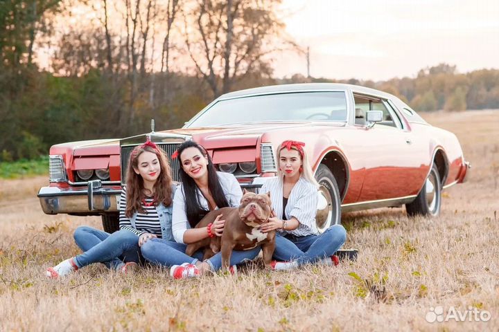 Американский булли вязка