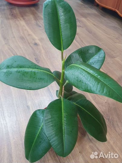 Фикус эластика