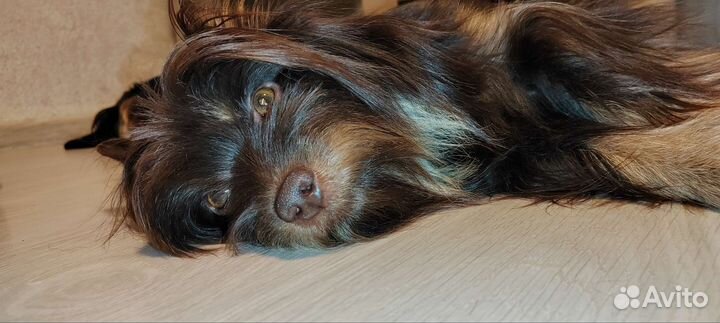 Вязка Йоркширский терьер