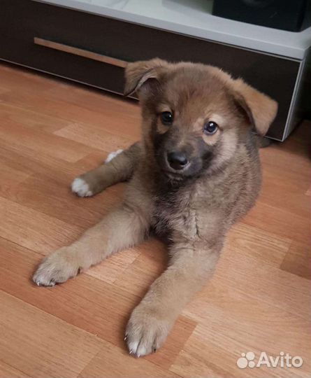 Щенки в добрые руки бесплатно