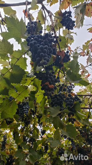 Виноград