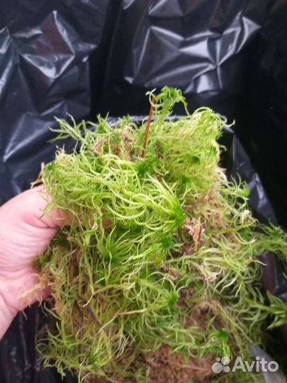 Мох сфагнум живой
