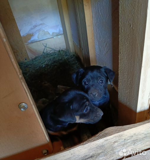 Щенки ягдтерьера