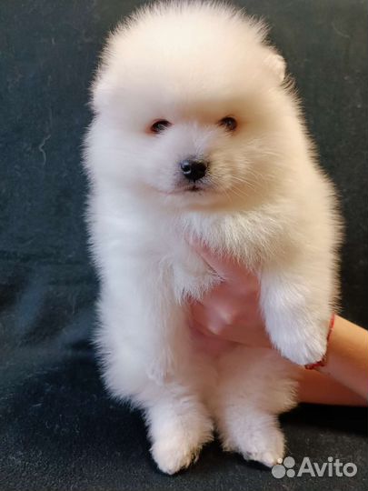 Японский шпиц мальчик красавчик