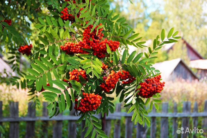 Саженцы черемуха виргинская красная, рябина,калина