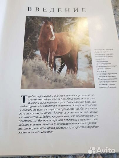 Книга о лошадях
