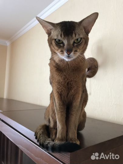 Вязка с абиссинским Grand Inter Чемпионом WCF