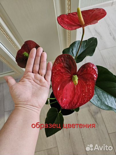 Антуриум Red Queen