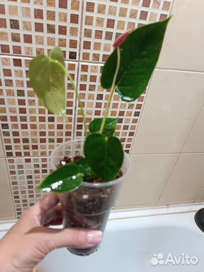 Антуриум Ливиум Оранж