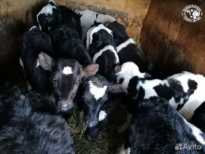 Телята бычки