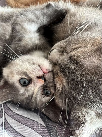 Кошка в дар шотландская
