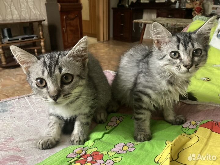 Котята