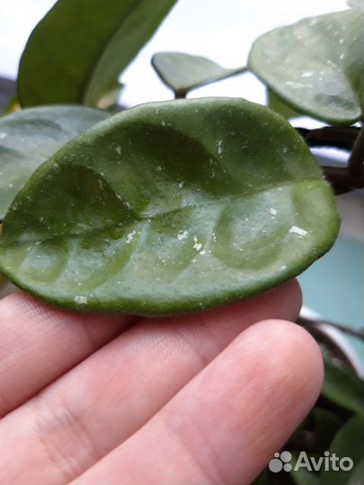 Хойя Карноза кринкл 8