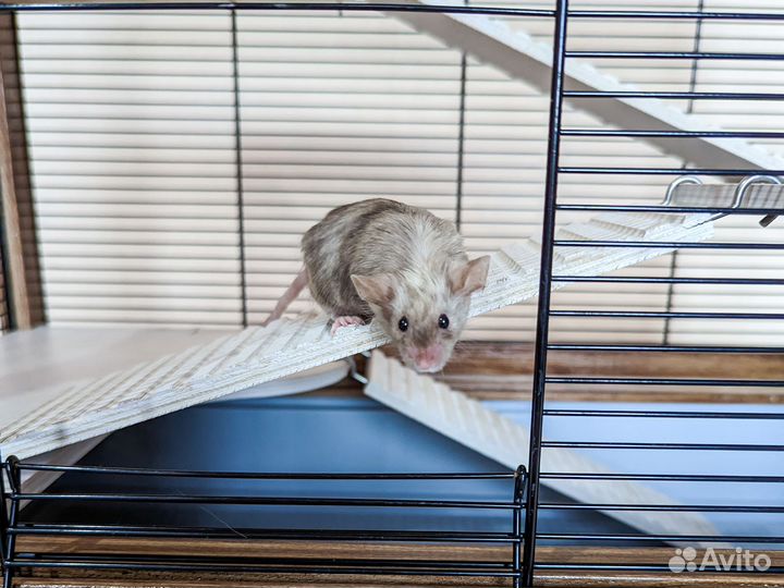 Передержка грызунов