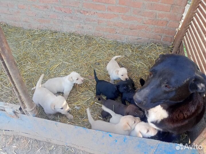 Щенки лабрадора