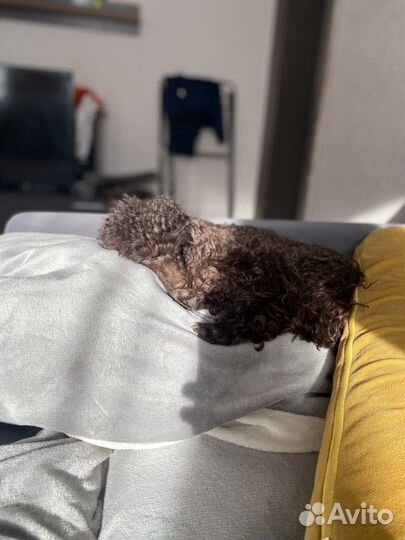 Той-пудель вязка