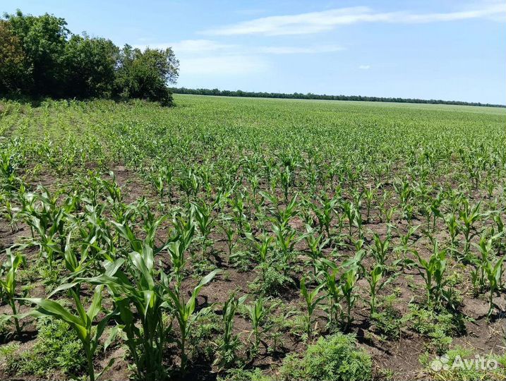 Аналог Селитры, кас, карбамид Плантоголдс