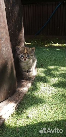 Отдадим котят в хорошие руки. Бесплатно