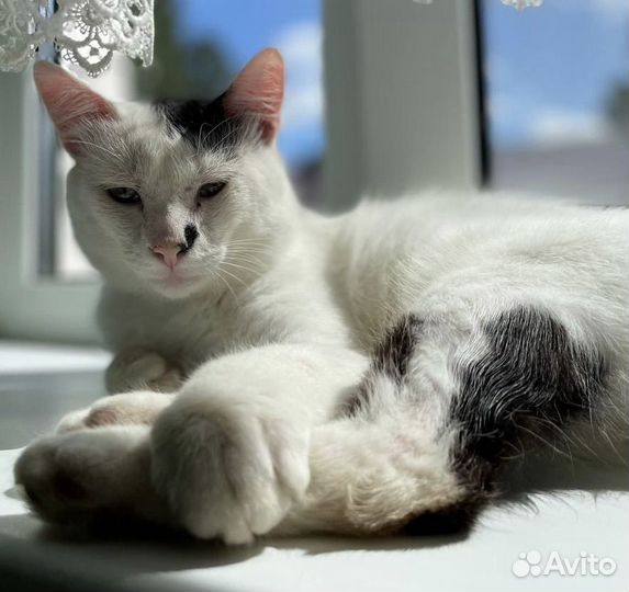 Кот