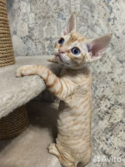 Котята девон-рекс