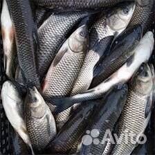 Карп, Белый амур, толстолобик