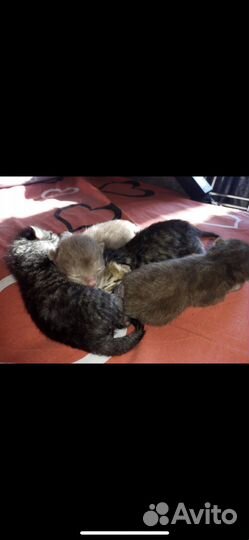 Британский кот на вязку