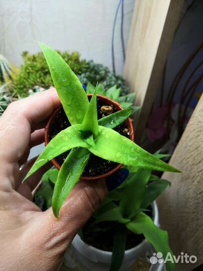 Ананас сеянцы, алоэ рауха