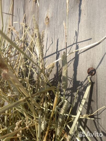 Злаковое для подушек