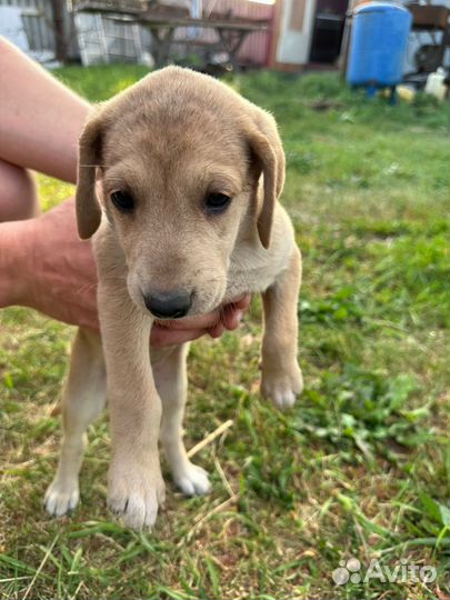 Щенки русской гончей