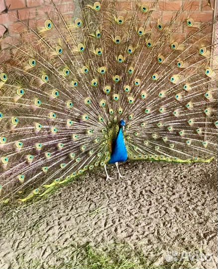 Павлины, фазаны