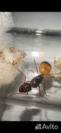 Camponotus Fedtschenkoi 1/12