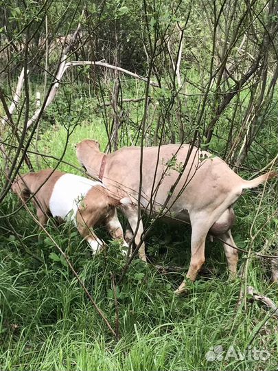 Козы без аэк